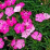 Dianthus .png